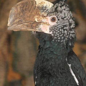 Silvery-cheeked hornbill