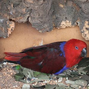 Eclectus parrot female