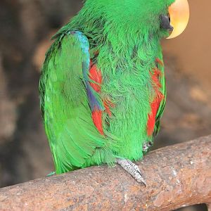 Eclectus parrot male