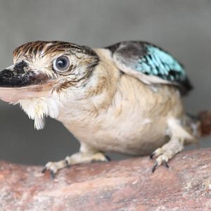 Blue-winged kookaburra