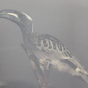 African grey hornbill