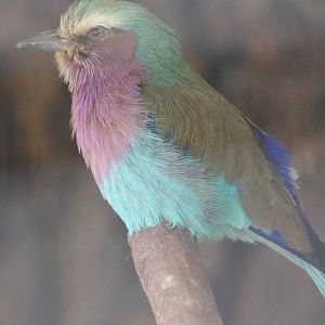 Lilac-breasted roller