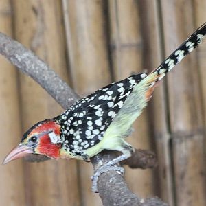 Red and yellow barbet