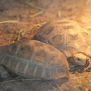 Yellow-headed tortoises