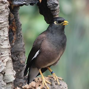 Common myna