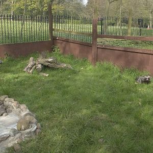 Raccoon Dogs using exhibit extension, 6th May 2016