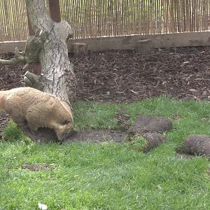 Oh no, the new turf! 7th May 2016