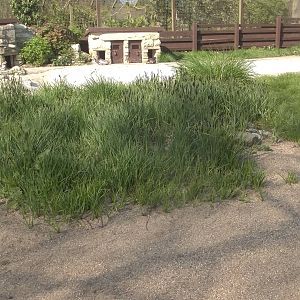 Good growth on Penguin beach, 8th May 2016
