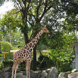 Giraffe - Zoo Negara Jan 2016
