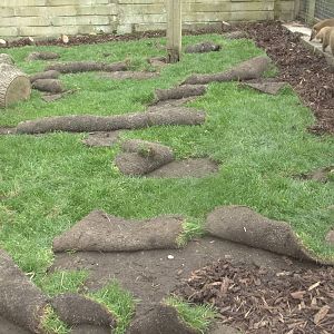 Pesky Coatis, 11th May 2016.