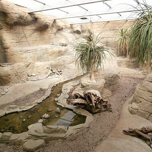 Rhinoceros iguana enclosure