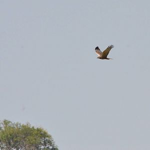 African Marsh Harrier, Moremi Game Reserve, Botswana, 27/04/16