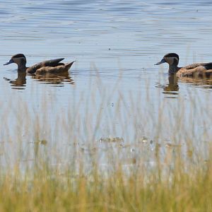 Hottentot Teals, Moremi Game Reserve, Botswana, 27/04/16