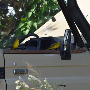 Holub's Golden Weavers, Moremi Game Reserve, Botswana, 27/04/16