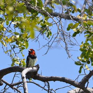 Black-collared Barbet, Moremi Game Reserve, Botswana, 27/04/16