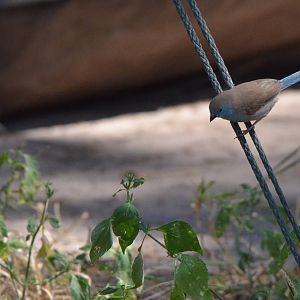 Blue Waxbill, Moremi Game Reserve, Botswana, 27/04/16