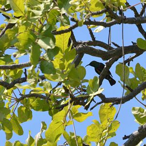 Collared Sunbird, Moremi Game Reserve, Botswana, 27/04/16