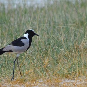 Blacksmith Lapwing, Moremi Game Reserve, Botswana, 27/04/16