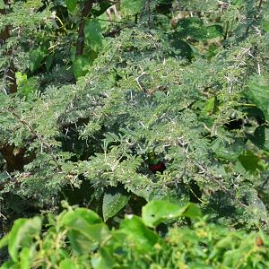 Marico Sunbird, Moremi Game Reserve, Botswana, 27/04/16