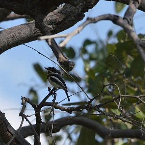 Chinspot Batis, Moremi Game Reserve, Botswana, 27/04/16