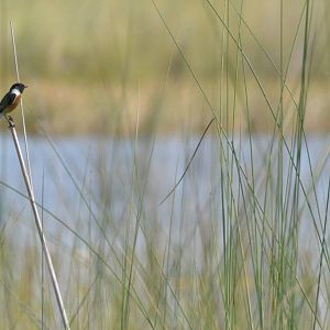 African Stonechat, Moremi Game Reserve, Botswana, 27/04/16