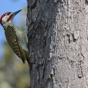 Bearded Woodpecker, Moremi Game Reserve, Botswana, 27/04/16