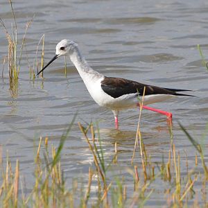 Black-winged Stilt, Moremi Game Reserve, Botswana, 27/04/16