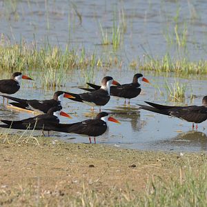 African Skimmers, Moremi Game Reserve, Botswana, 27/04/16