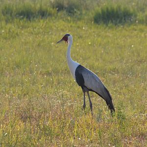 Wattled Crane, Moremi Game Reserve, Botswana, 27/04/16