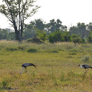 Wattled Cranes, Moremi Game Reserve, Botswana, 27/04/16