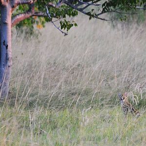 Serval, Moremi Game Reserve, Botswana, 27/04/16