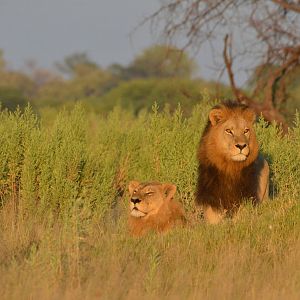 South-west African Lions, Moremi Game Reserve, Botswana, 28/04/16