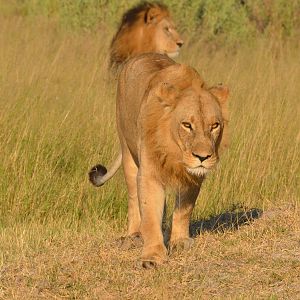 South-west African Lions, Moremi Game Reserve, Botswana, 28/04/16