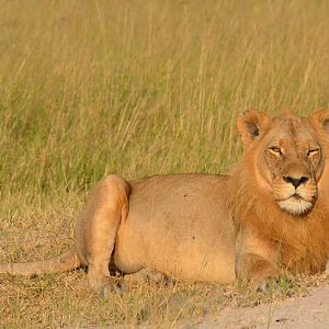 South-west African Lion, Moremi Game Reserve, Botswana, 28/04/16