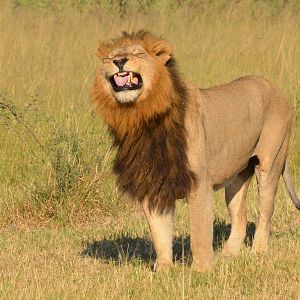 South-west African Lion (Flehmen Response), Moremi Game Reserve, Botswana,