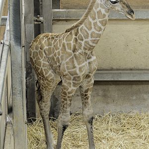 Rothschild's giraffe calf