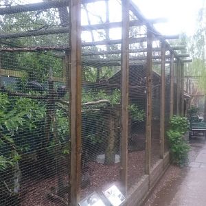 Mixed aviary