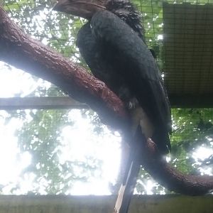 Male Silvery-cheeked hornbill