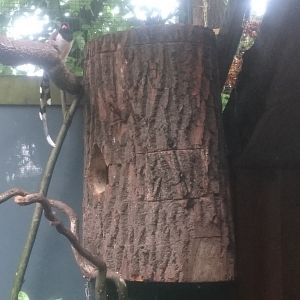 Red-billed blue pie and hornbill-nestbox