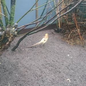 Golden pheasant at the new Walk-through aviary