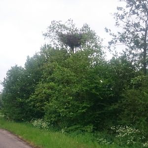 Very large nest