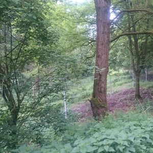 Another part of the Pere David's deer enclosure