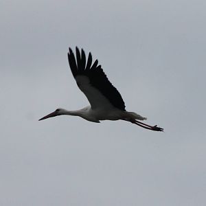 European white stork