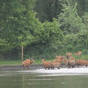 Part of the Pere David's deer-herd