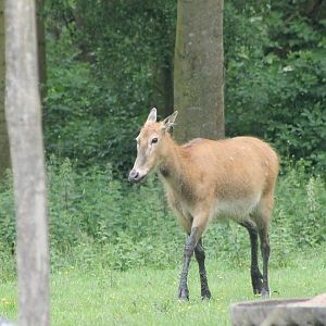 Female Pere David's deer