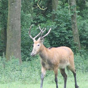 Male Pere David's deer