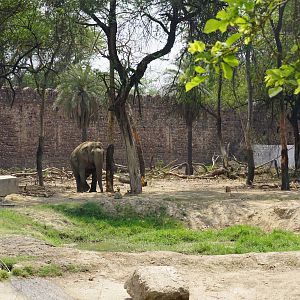 Indian Elephant Exhibit