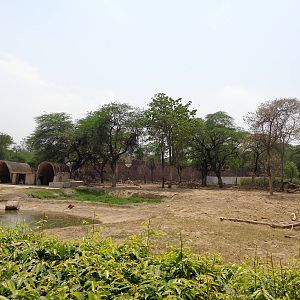 Indian Elephant Exhibit Angle #2