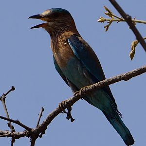 Indian Roller