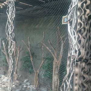 Bamboe Jungle: Butcherbird aviary